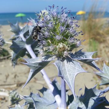 Eryngium maritimum - Panicaut maritime