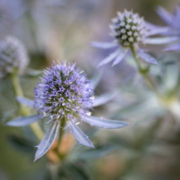 Eryngium planum Blauer Zwerg - Panicaut à feuilles planes - Chardon d'ornement