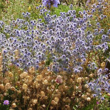 Eryngium tripartitum - Panicaut tripartite - Chardon bleu tripartite