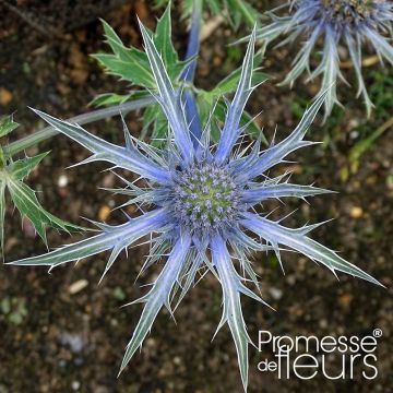 Eryngium x zabelii Violetta - Panicaut, Chardon Violetta