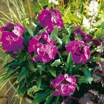 Giroflée vivace - Erysimum Winter Joy