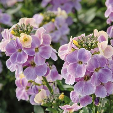 Giroflée vivace - Erysimum Winter Romance Mini-mottes