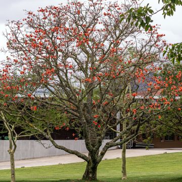 Erythrina x Bidwilli - Erythrine rouge