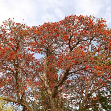 Erythrina x Bidwilli - Erythrine rouge