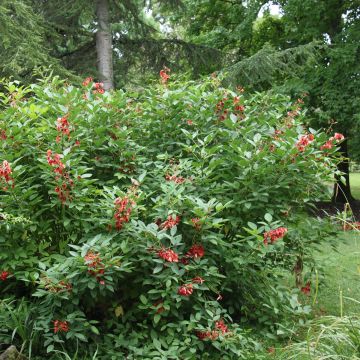 Erythrina crista-gallii Compacta - Erythrina crista-gallii Compacta