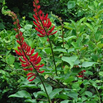 Erythrina x Bidwilli - Erythrine rouge
