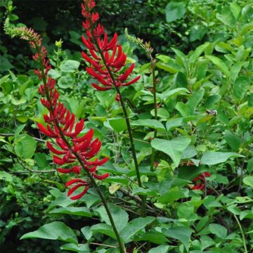 Erythrina x bidwillii - Arbre corail