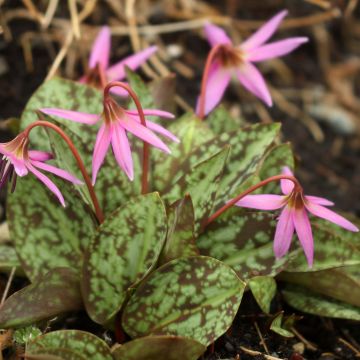 Erythronium dens canis Purple King