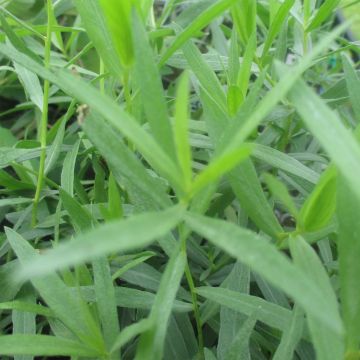 Estragon vrai - Artemisia dracunculus