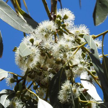 Eucalyptus aggregata - Gommier noir