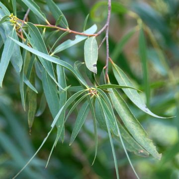 Eucalyptus approximans - Mallee de Barren Mountain