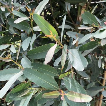 Eucalyptus camaldulensis Rostrata - Gommier rouge des rivières, Gommier de Camaldoli