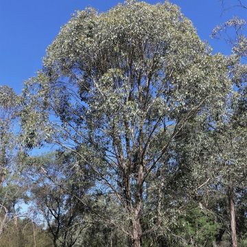 Eucalyptus camphora subsp humeana - Gommier des marais de montagne