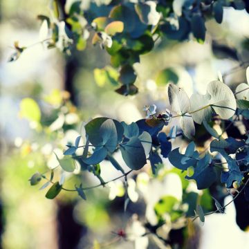 Eucalyptus cinerea Silver Dollar - Gommier cendré