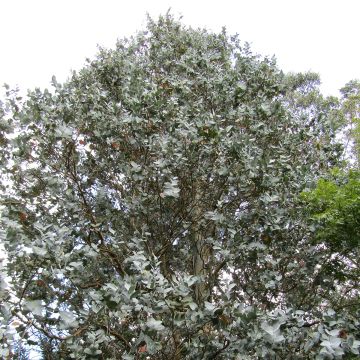 Eucalyptus cordata subsp quadrangulosa