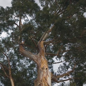 Eucalyptus deanei - Gommier de Deane, Gommier bleu montagne