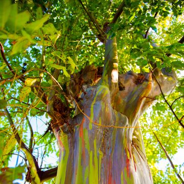 Eucalyptus deglupta - Gommier arc-en-ciel