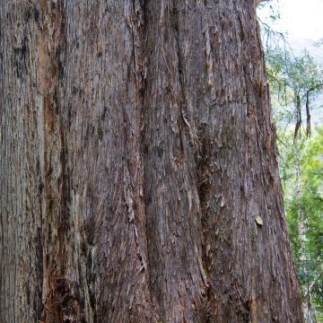 Eucalyptus delegatensis subsp. tasmaniensis 