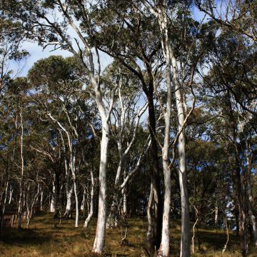 Eucalyptus elliptica - Gommier blanc de Bendemeer
