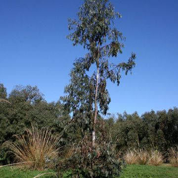 Eucalyptus glaucescens Guthega - Gommier Tingiringi