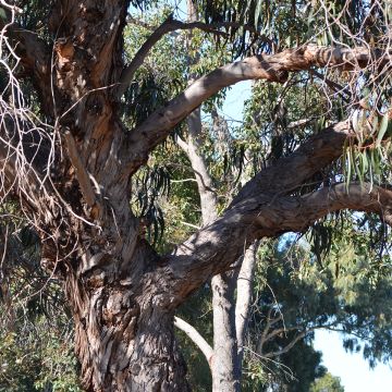 Eucalyptus globulus subsp bicostata - Gommier bleu du Sud