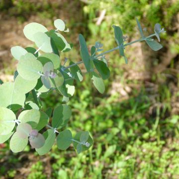 Eucalyptus goniocalyx Dwarf form - Eucalyptus goniocalyx forme naine