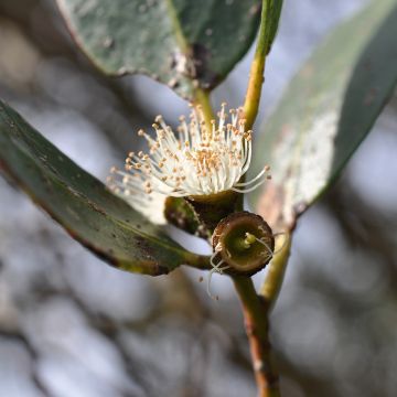 Eucalyptus kybeanensis - Mallée de Kybean