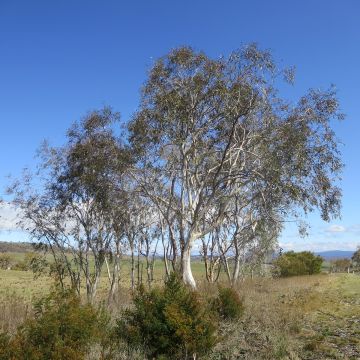 Eucalyptus lacrimans - Gommier des neiges pleureur
