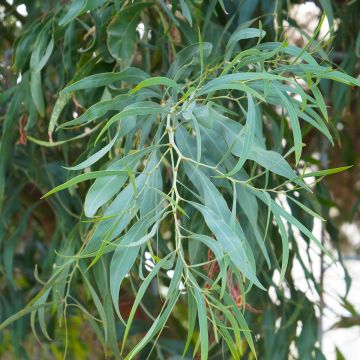 Eucalyptus nicholii - Gommier menthe de Nicol