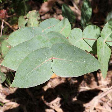 Eucalyptus nitens - Gommier brillant