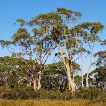 Eucalyptus nitida - Gommier menthe de Smithton