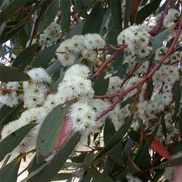 Eucalyptus parviflora - Gommier à petites feuilles