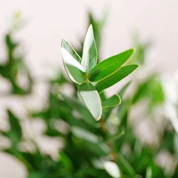 Eucalyptus parviflora - Gommier à petites feuilles