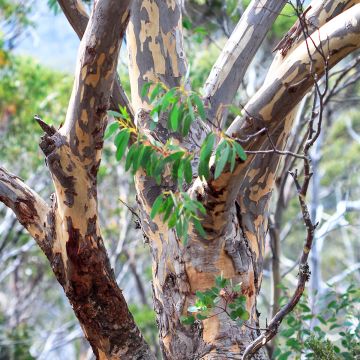 Eucalyptus pauciflora subsp. pauciflora Adaminaby - Gommier des neiges