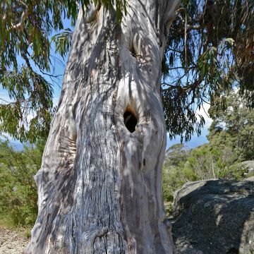 Eucalyptus pauciflora subsp. pauciflora Buffalo - Gommier des neiges