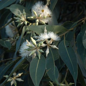 Eucalyptus robusta - Eucalyptus acajou des marais, Gommier robuste