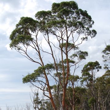Eucalyptus rodwayi - Eucalyptus ou Gommier des marais