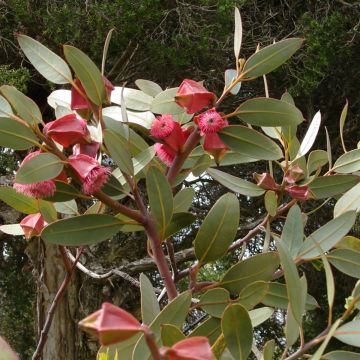 Eucalyptus tetraptera - Mallée à quatre ailes ou à fruits carrés