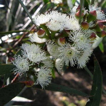 Eucalyptus gregsoniana ou pauciflora var. nana - Gommier des neiges