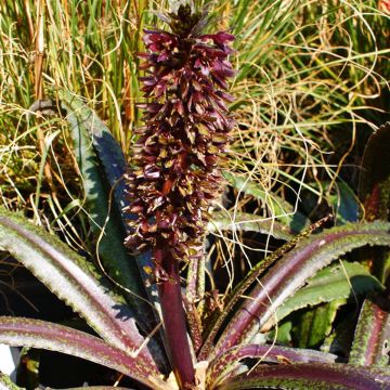 Eucomis Freckles - Eucomide panachée