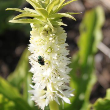 Eucomis autumnalis