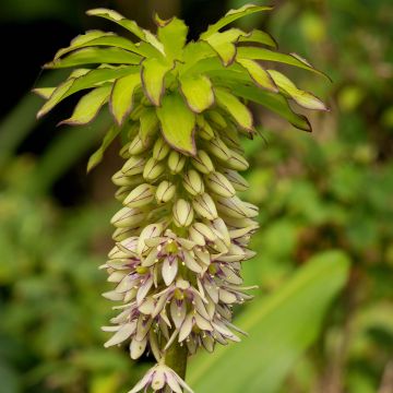 Eucomis bicolor - Eucomide