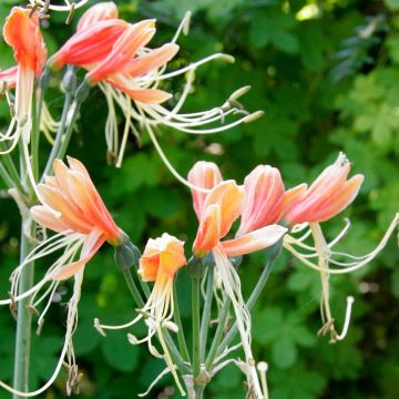 Eucrosia bicolor