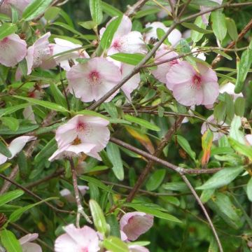 Eucryphia lucida Ballerina