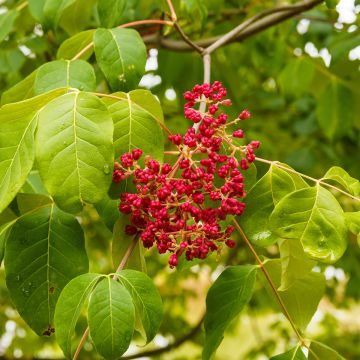 Euodia dianelii - Arbre à miel