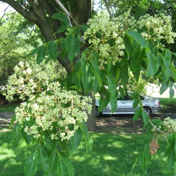 Euodia danielii - Arbre à miel