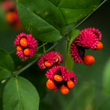 Euonymus americanus - Fusain américain