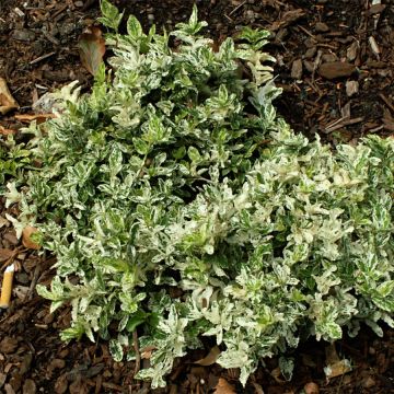 Euonymus fortunei Harlequin - Fusain persistant panaché