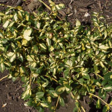 Euonymus fortunei  Sunspot - Fusain persistant panaché.