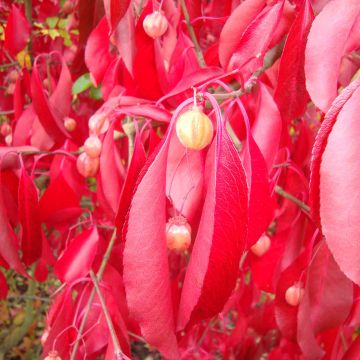 Euonymus grandiflorus Red Wine - Fusain